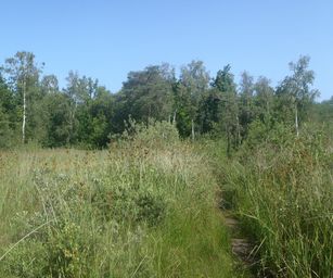 Mol - 21-07-2021 (10)