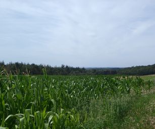 Haversin - 19-07-2020 (1)