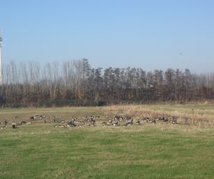 Gentbrugge - 28-11-2020 (29)