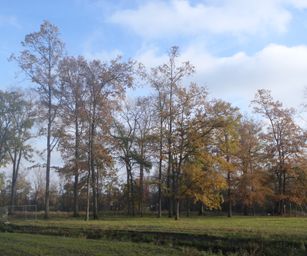 Kalken - 14-11-2020 (11)