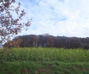 Pellenberg - 13-12-2020 (15)