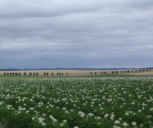 Taviers - 05-07-2020 (24)