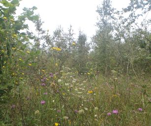 Schelle - 29-08-2021 (2)
