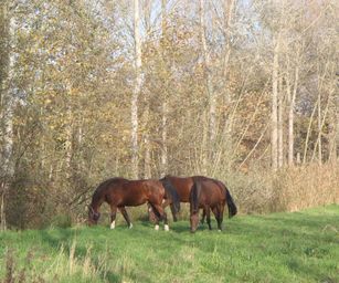 Bornem - 07-11-2020 (38)