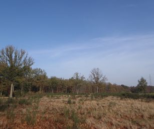Bornem - 07-11-2020 (13)