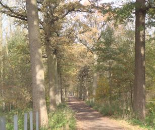 Bornem - 07-11-2020 (8)