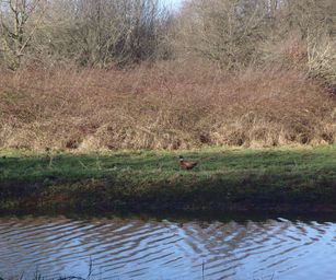 09-01-2022 - Hulsthout  (6)