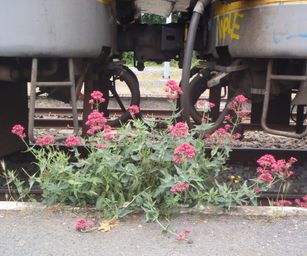 06-06-2022 Binche (26)