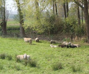Dendermonde - 01-05-2021 (9)
