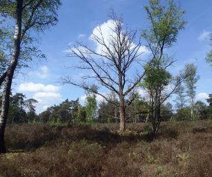 30-04-2023 - Herzele (13)
