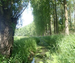 30-05-2023 - Assebroek (6)
