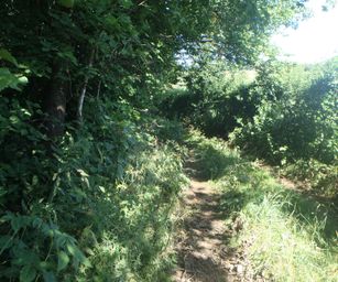 03-07-2022 Bullingen (21)