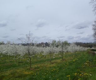 23-04-2023 - Banholt (21)