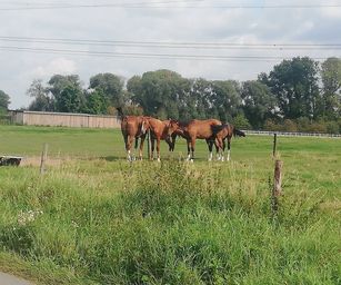 Humbeek - 12-09-2021 (13)