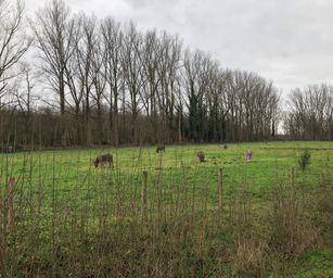 De Pinte - 05-01-2020 (6)