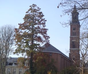 Bornem - 07-11-2020 (5)
