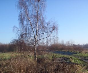 De Pinte - 09-01-2021 (1)
