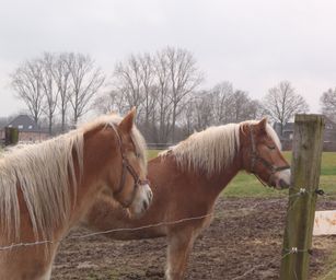 04-02-2023 - Borsbeke (14)