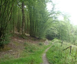 Haversin - 19-07-2020 (12)