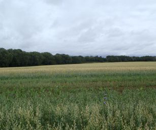 Taviers - 05-07-2020 (9)