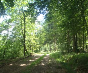03-07-2022 Bullingen (13)