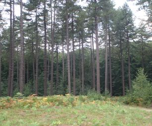 Blanden - 15-08-2020 (5)