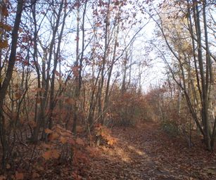 Bornem - 07-11-2020 (9)