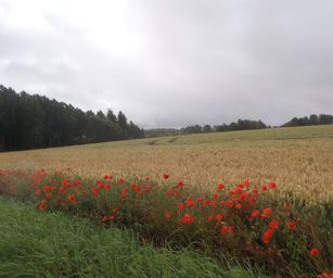Taviers - 05-07-2020 (1)