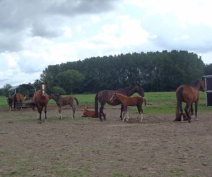 27-08-2023 - Laarne (9)