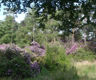 04-06-2022 Bergen-op-zoom (14)