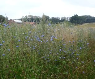 Holsbeek - 02-08-2020 (17)