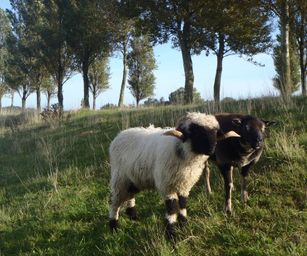 24-09-2023 - Groede (1)