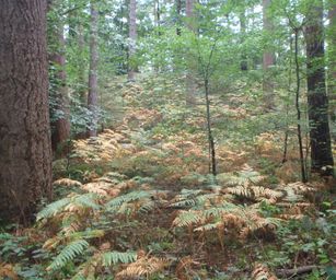 Blanden - 15-08-2020 (8)