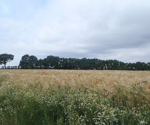 Sint-Pieters-Rode - 19-06-2021 (24)