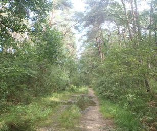 Mol - 15-08-2021 (5)