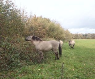 Brugge Knokke - 24-10-2020 (21)