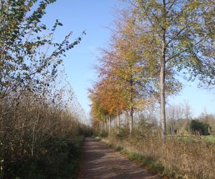 Bornem - 07-11-2020 (36)
