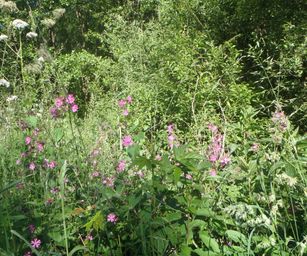 Heindonk - 13-06-2021 (9)
