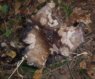 Sint-Pieters-Woluwe  - 19-09-2021 (26)