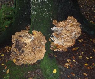 01-10-2022 Tervuren-Bos (15)