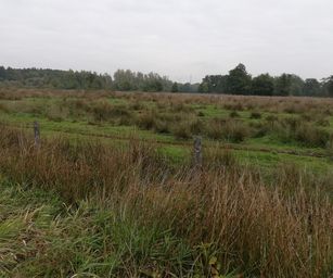 Paal - 18-10-2020 (8)