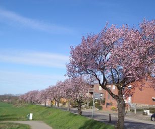 Kessel-Lo - 28-03-2021 (11)