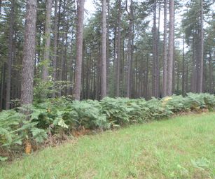 Blanden - 15-08-2020 (6)