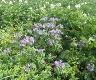 Taviers - 05-07-2020 (6)