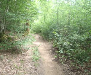 Haversin - 19-07-2020 (15)