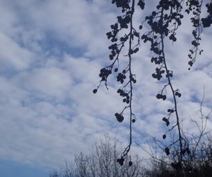 Pellenberg - 13-12-2020 (7)