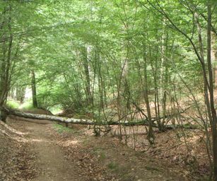 Haversin - 19-07-2020 (13)
