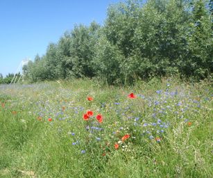 Heindonk - 13-06-2021 (31)