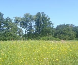 Mol - 21-07-2021 (22)