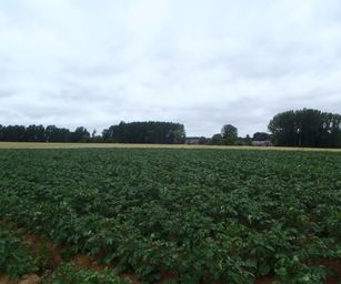 Taviers - 05-07-2020 (12)